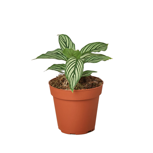 Calathea 'Vittata'