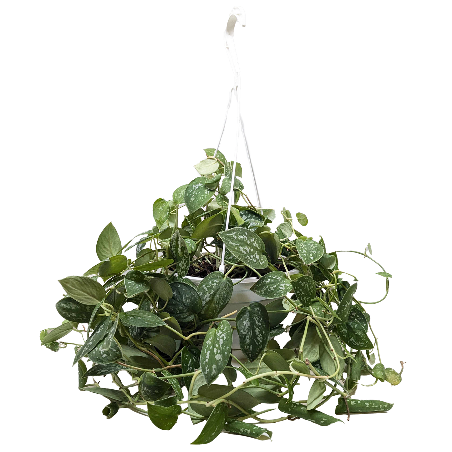 Pothos 'Satin'